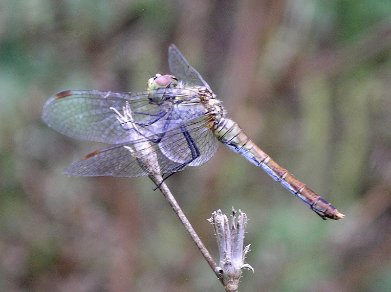 Sympetrum sanguineum?